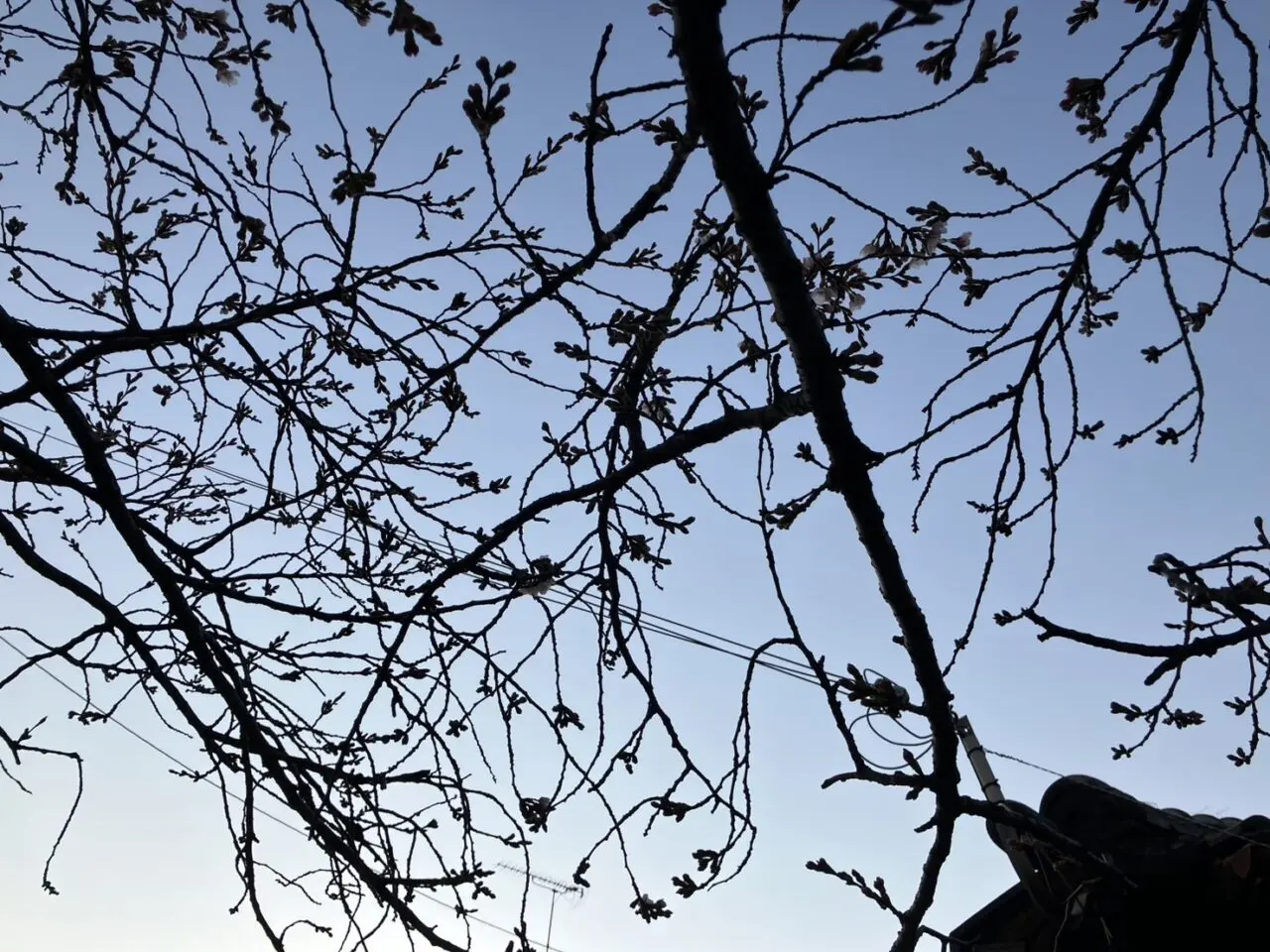 池田市桜2026年3月