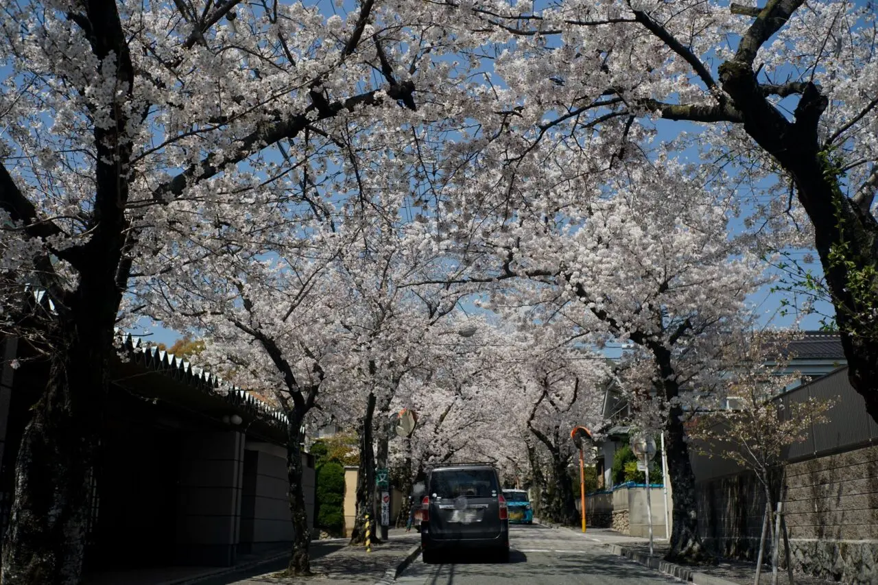 箕面市桜2026年3月