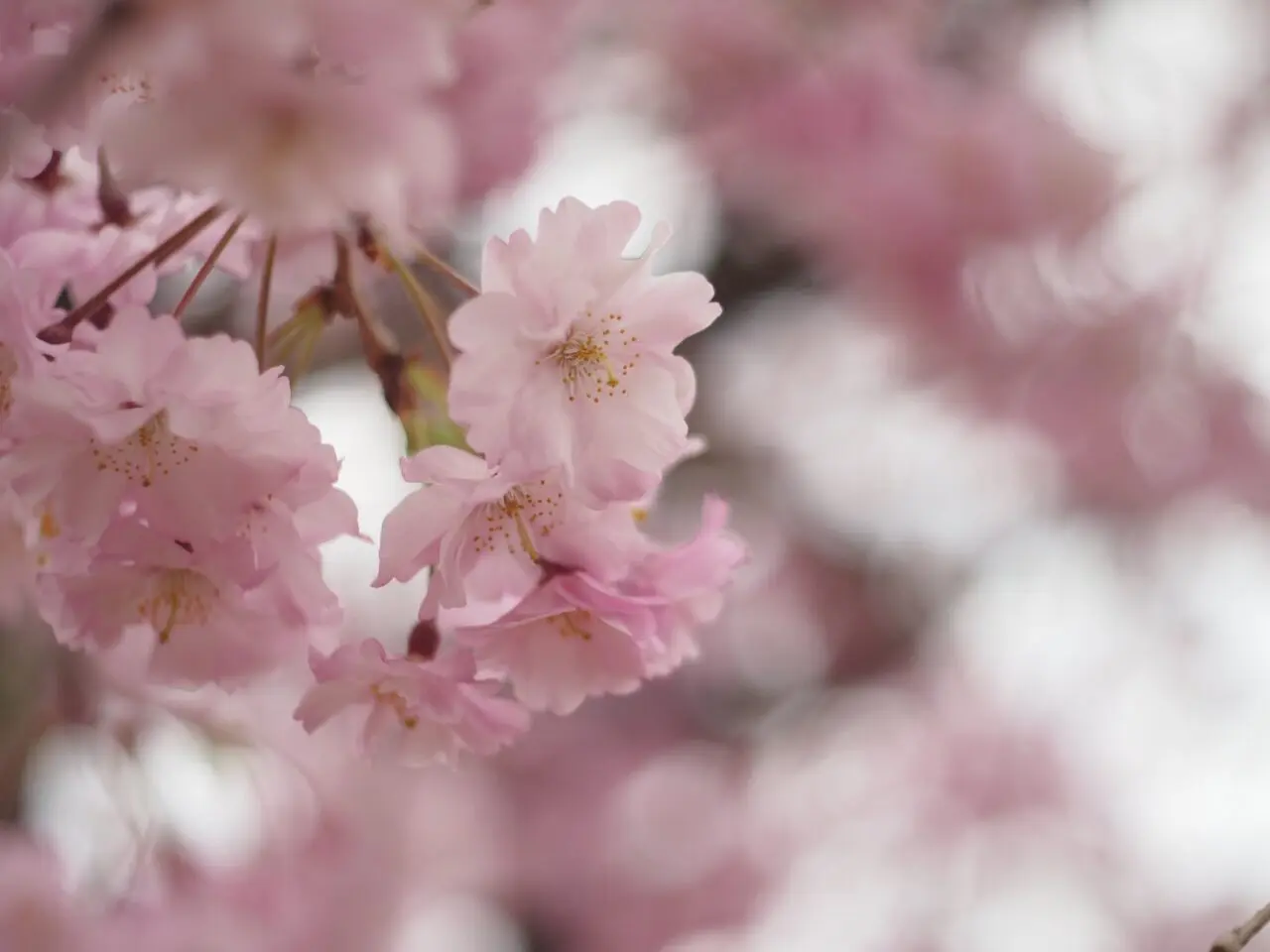 池田市桜2026年3月