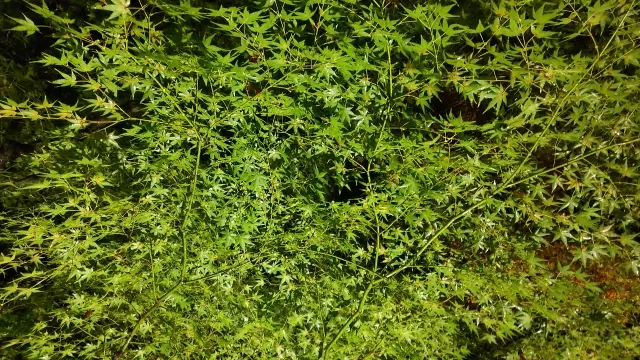 あおもみじライトアップ2026年4月