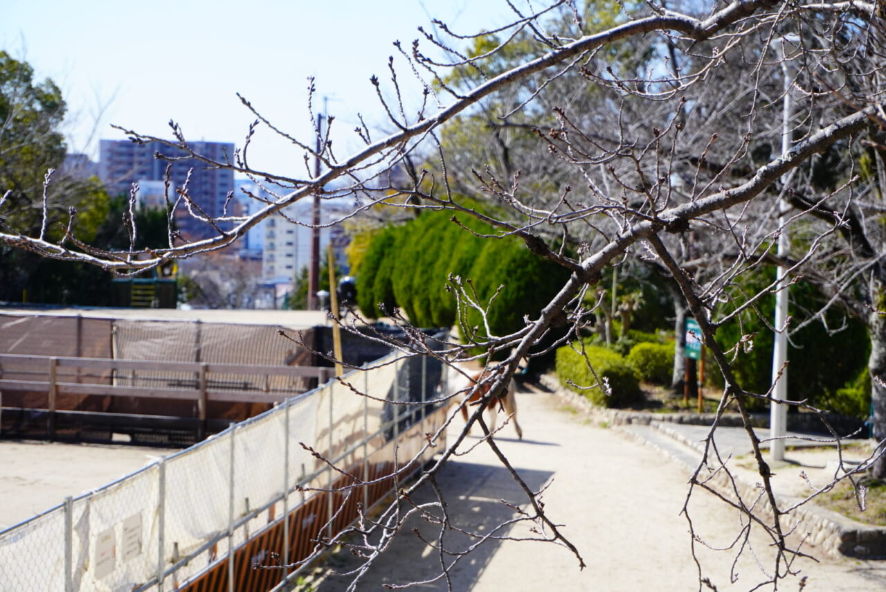 池田市Satsukiyama DAYZOO2026年4月