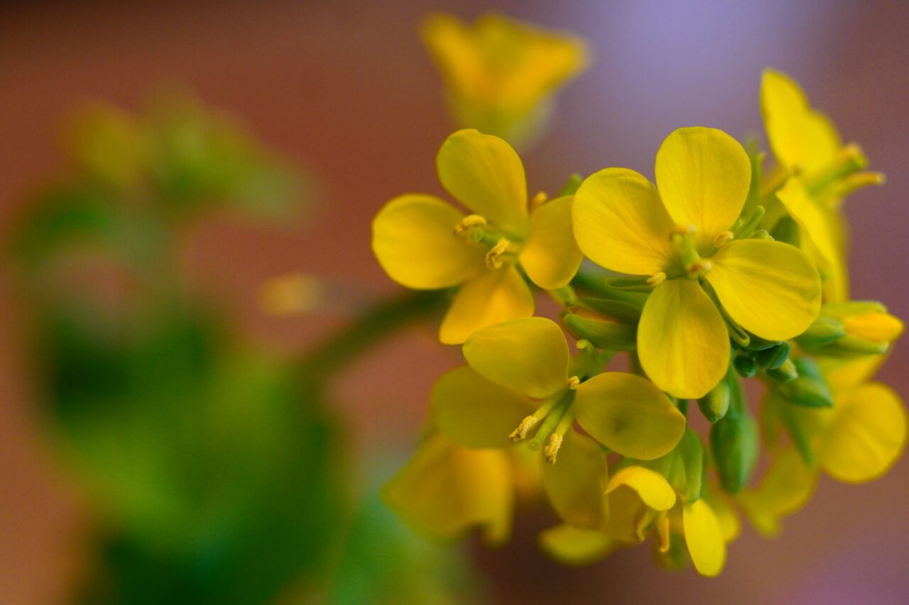 箕面ikariスーパーマーケットお弁当2026年4月