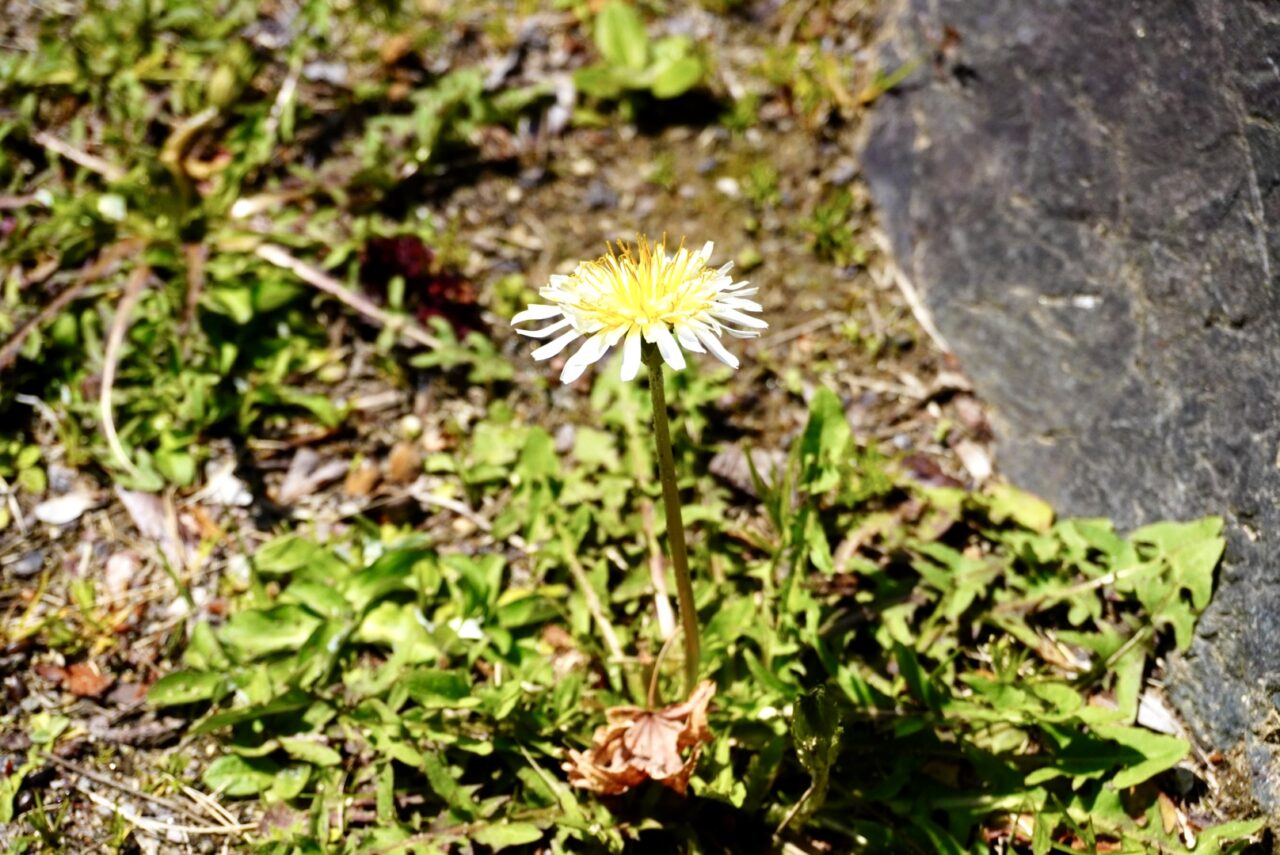 池田城跡公園春の植物観察会2026年4月