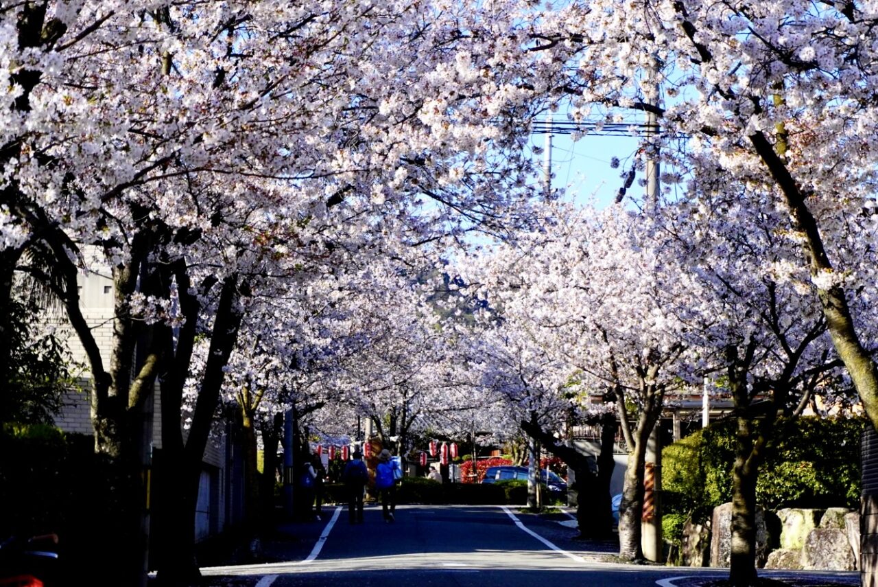 池田市桜呉羽の里2026年4月
