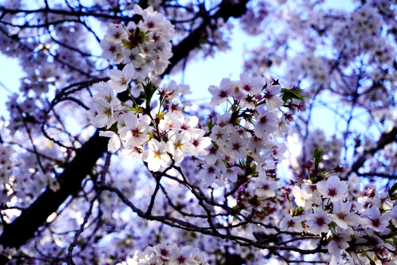 箕面ikariスーパーマーケットお弁当2026年4月