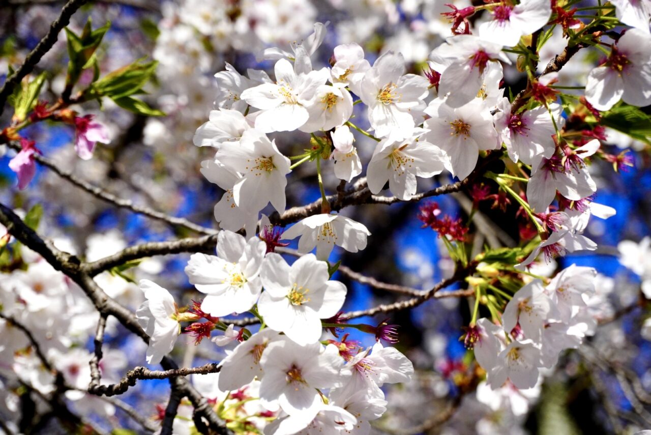 池田市桜呉羽の里水月公園2026年4月
