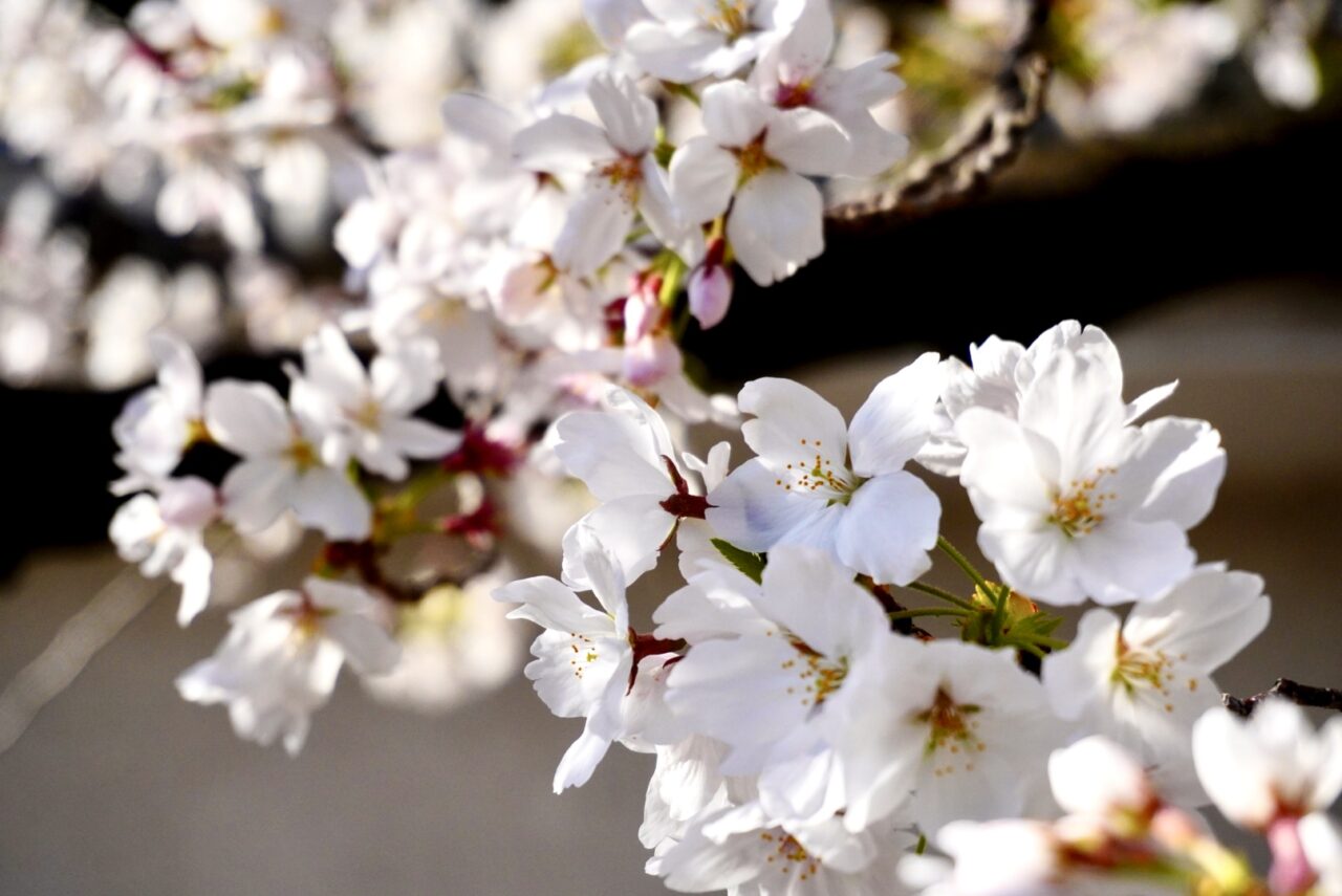 池田市桜呉羽の里2026年4月