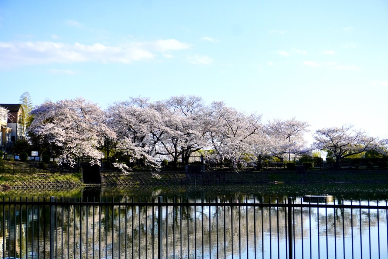 池田市桜水月公園2026年4月