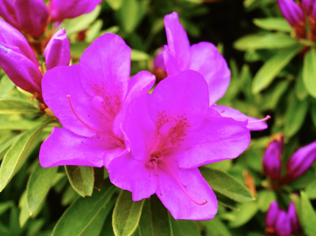 池田城跡公園春の植物観察会2026年4月