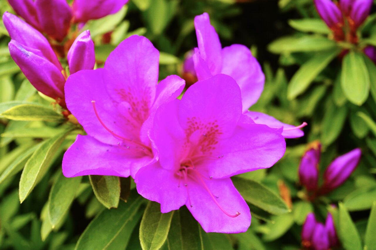 池田城跡公園春の植物観察会2026年4月