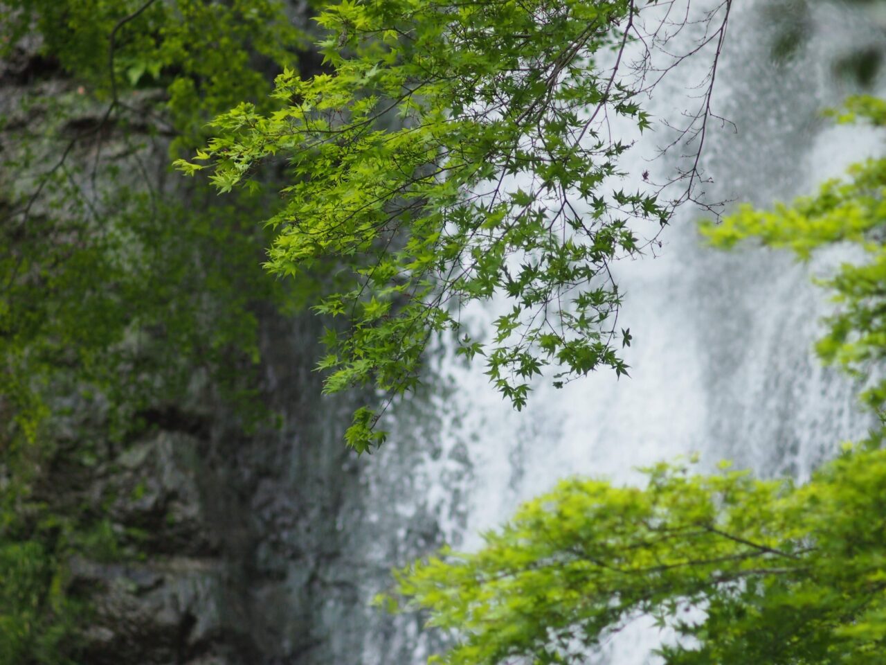 箕面公園2026年4月