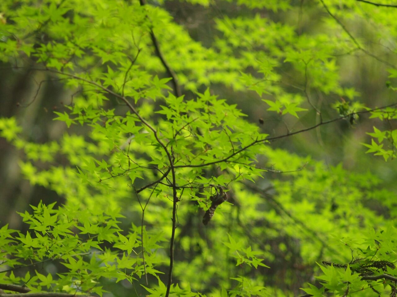 箕面国定公園新緑カーニバル2026