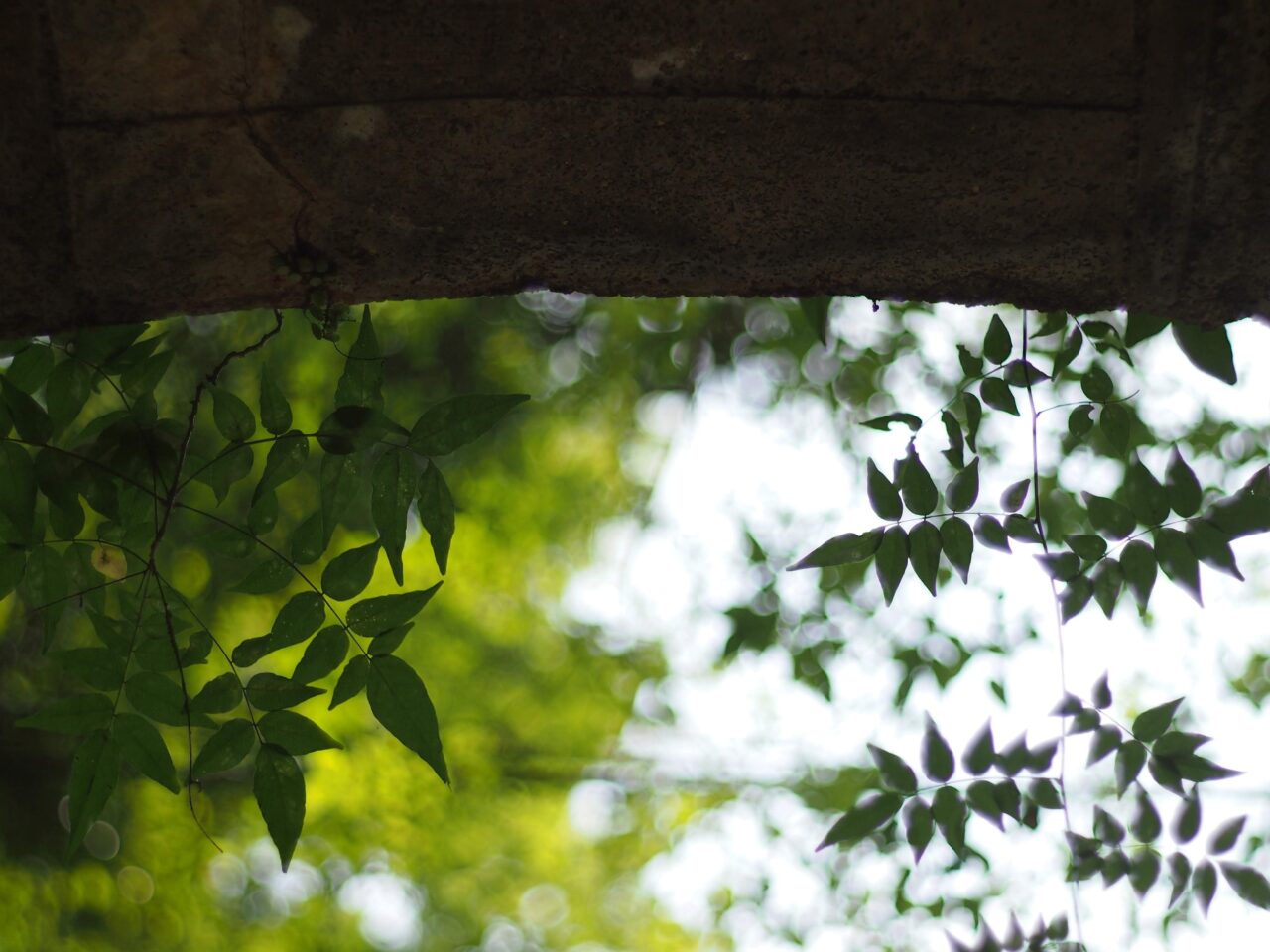 箕面国定公園新緑カーニバル2026