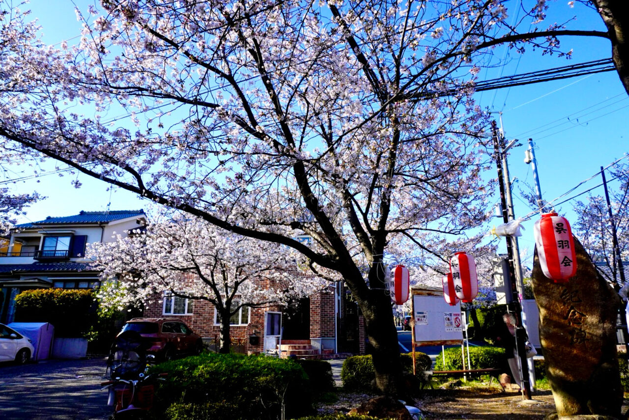 池田市桜呉羽の里2026年4月