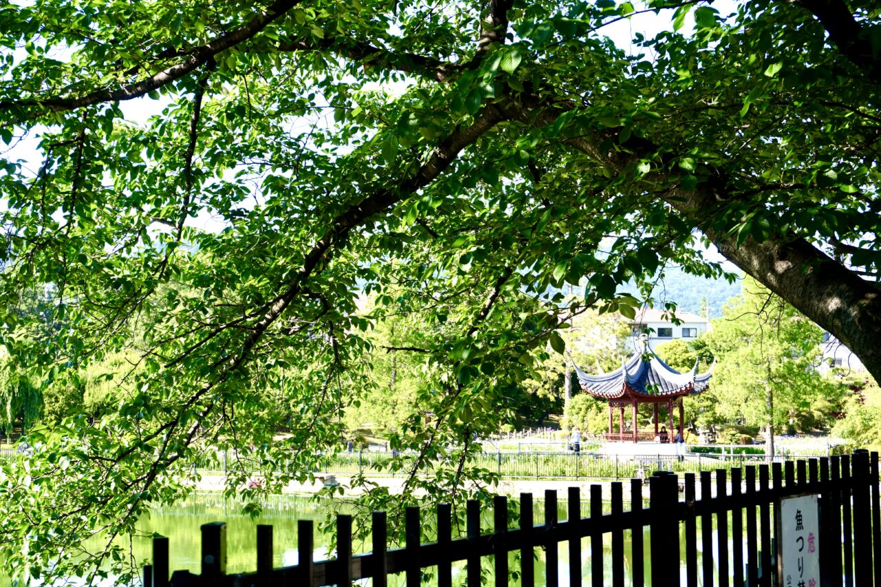 水月公園菖蒲まつり2026年6月