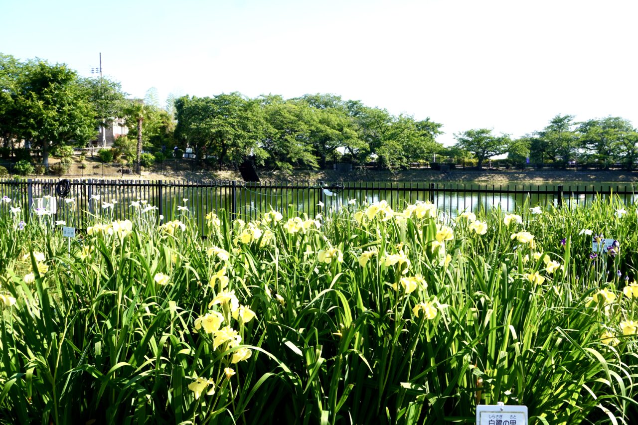 水月公園菖蒲まつり2026年6月