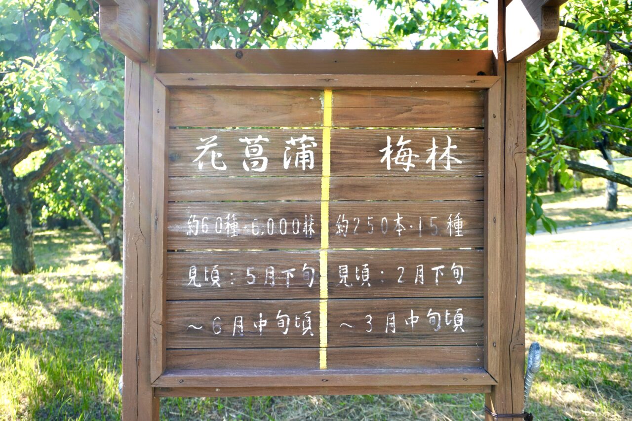 水月公園菖蒲まつり2026年6月
