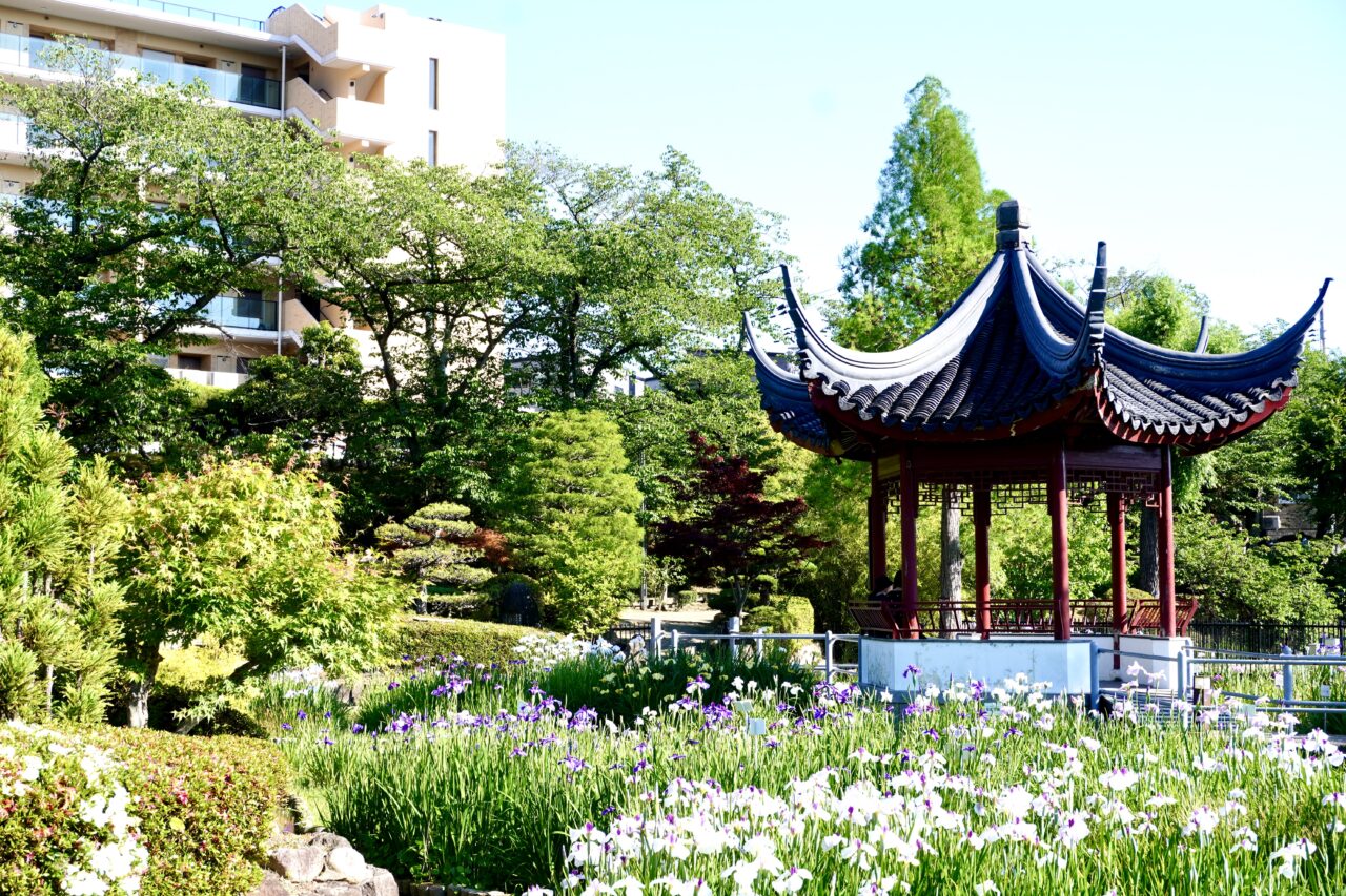 水月公園菖蒲まつり2026年6月