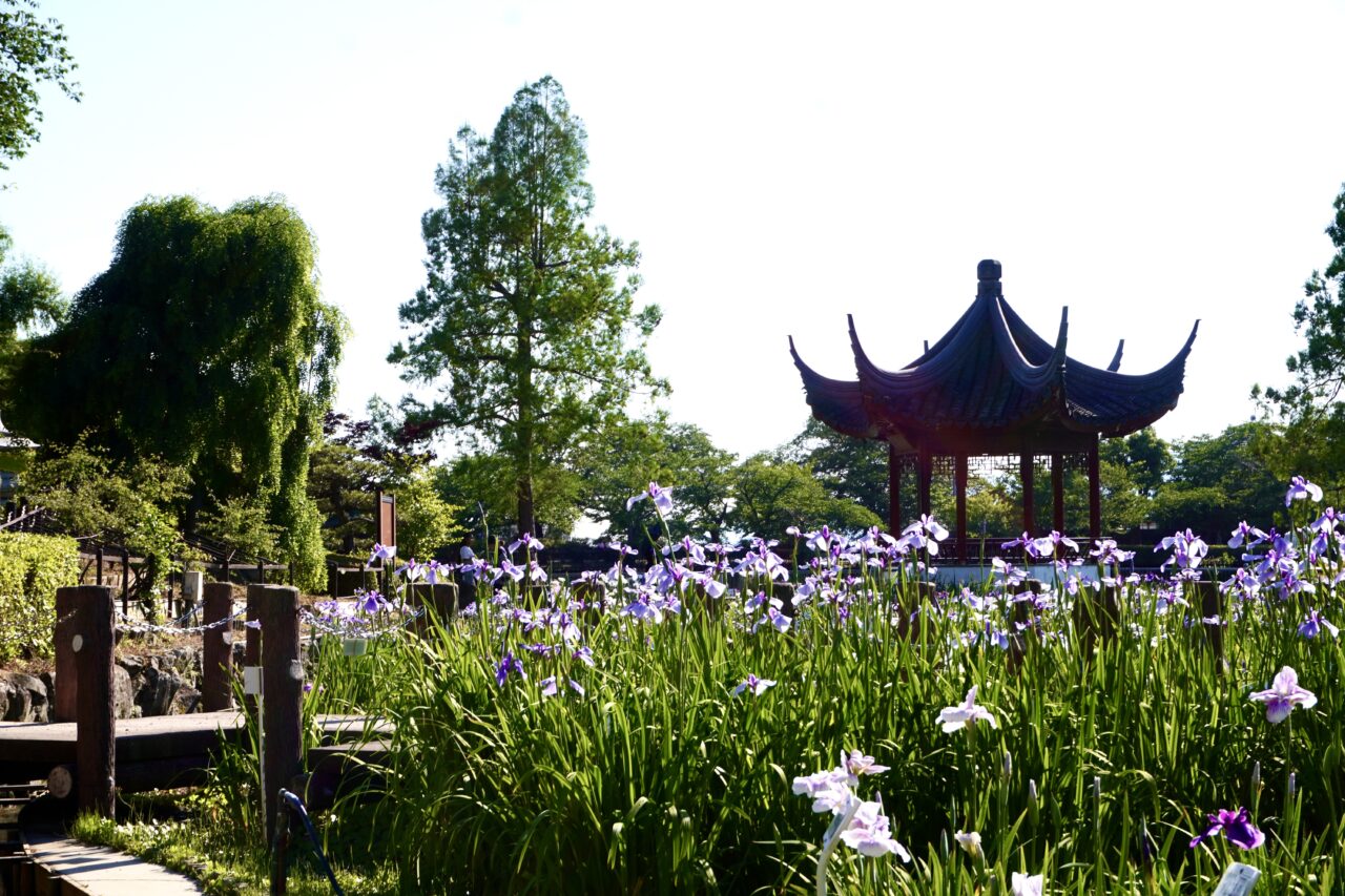 水月公園菖蒲まつり2026年6月