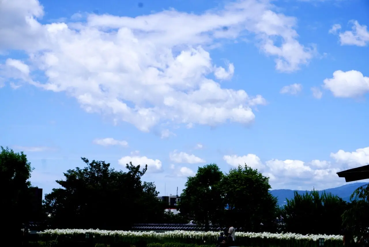 池田城跡公園2026年6月白ゆり