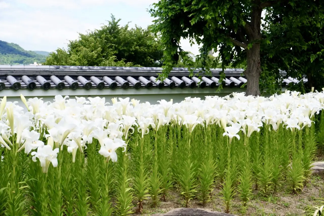池田城跡公園2026年6月白ゆり