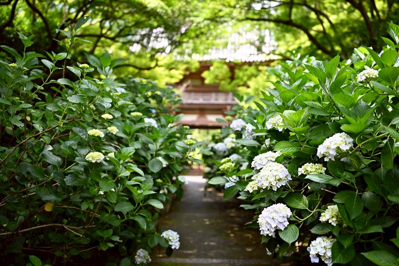 伏尾町久安寺紫陽花2026年6月