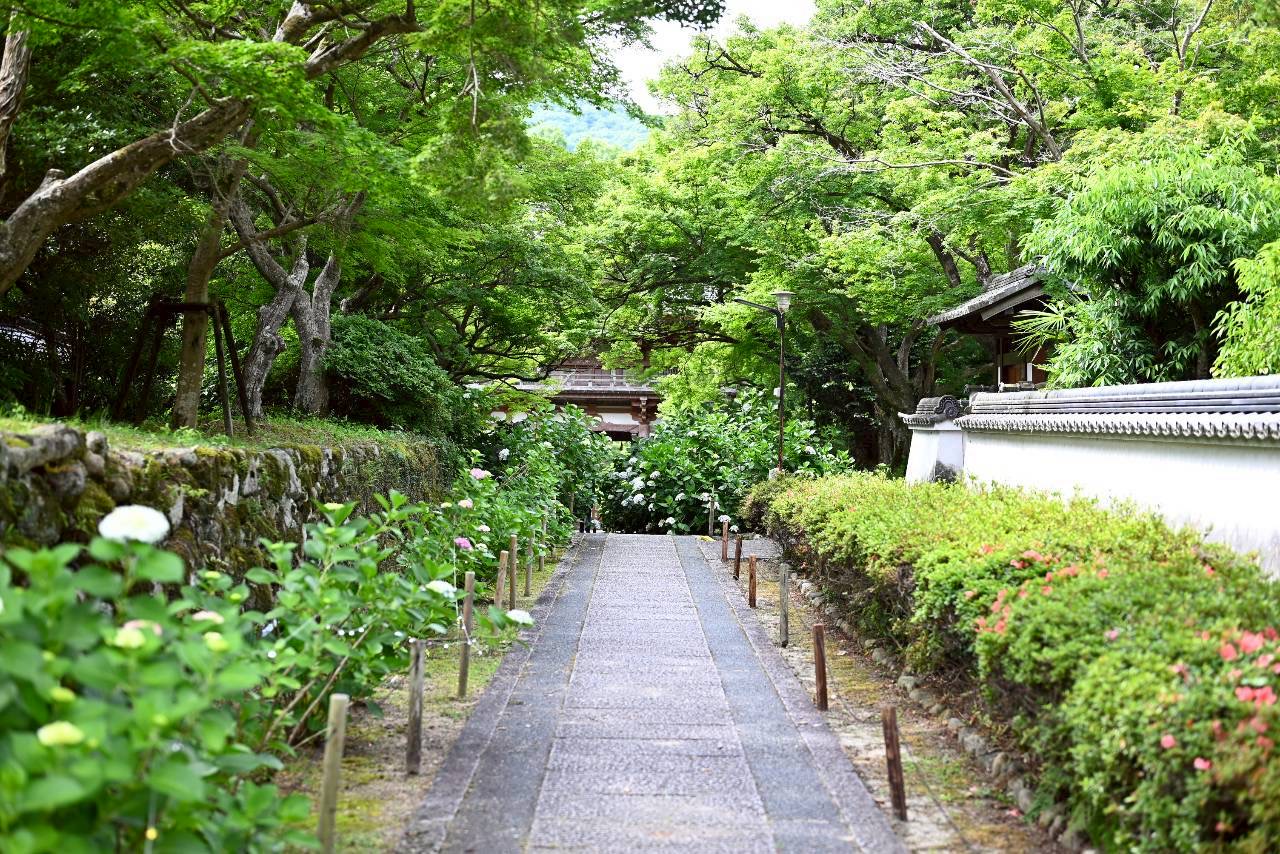 伏尾町久安寺紫陽花2026年6月