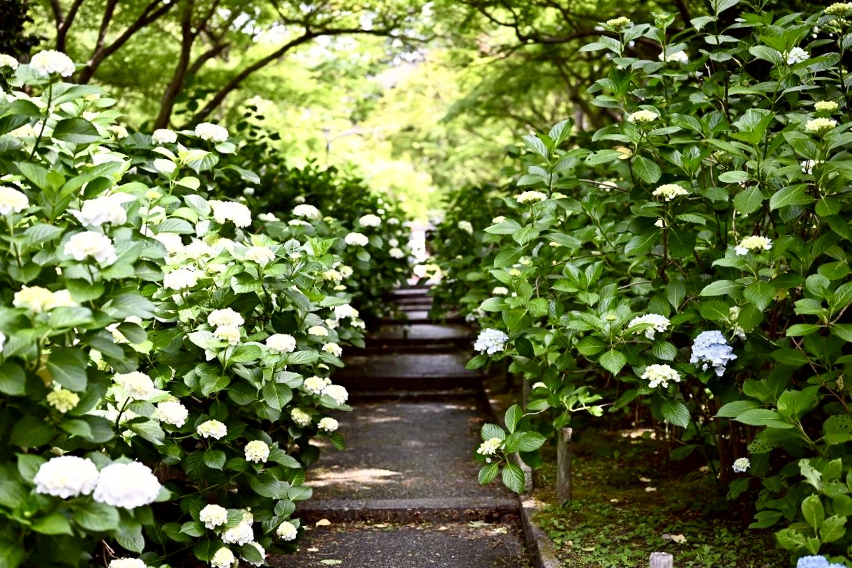伏尾町久安寺紫陽花2026年6月