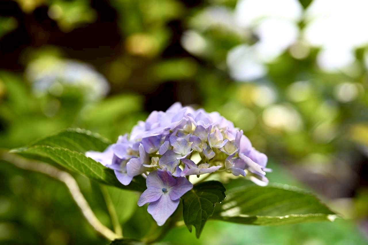 伏尾町久安寺紫陽花2026年6月