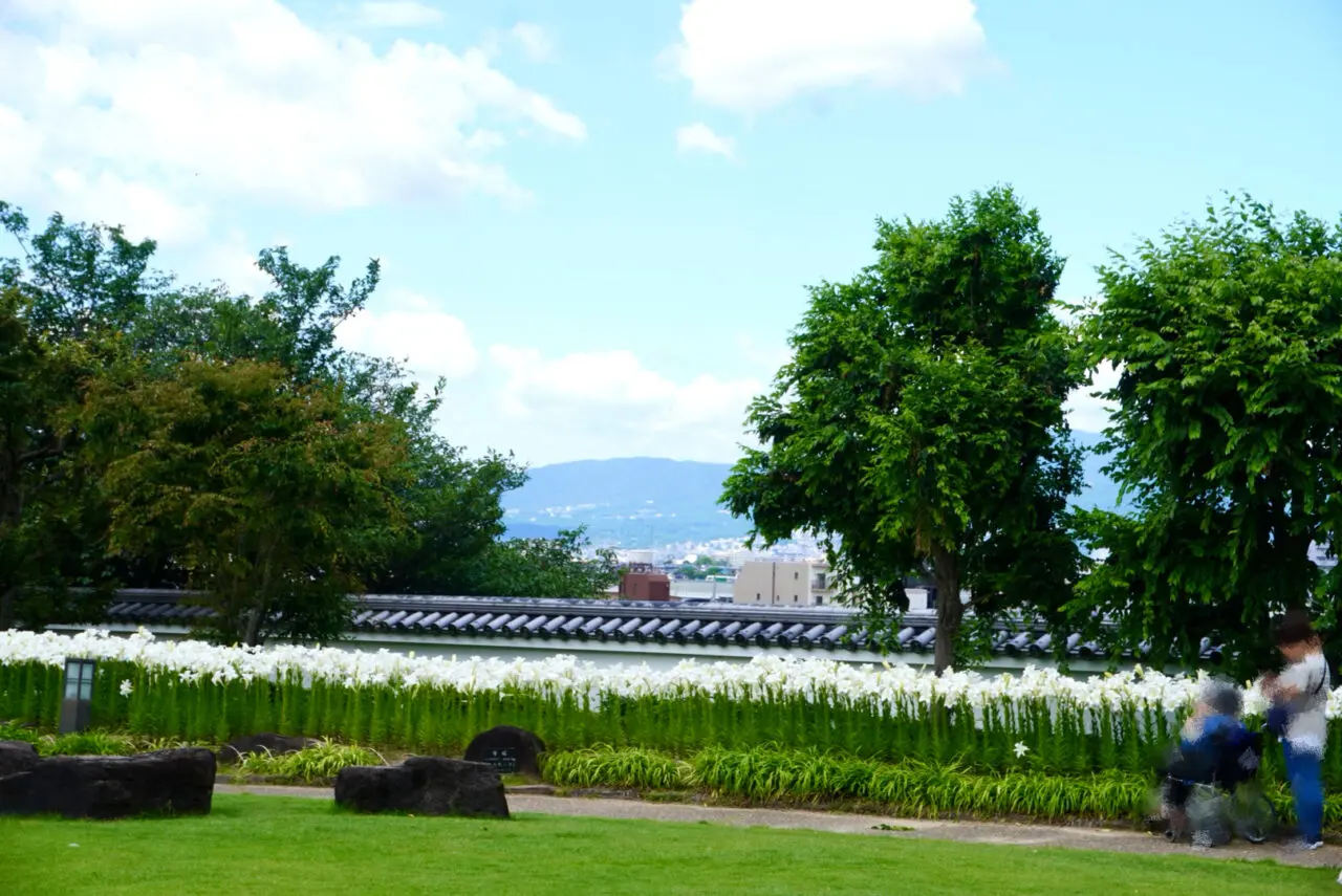 池田城跡公園白ゆり2026年6月